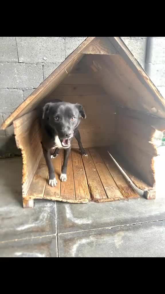 Mixed Breed dogs for adoption: Zoro-1-2yrs-only 12kg fully grown.Available now ! - Video 1