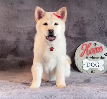 Siberian Husky dogs for sale: Stunning exotic colour puppies for sale  - Video 1