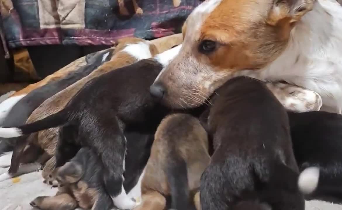 Mixed Breed dogs for sale: 🐾Border Collie x Blue Heeler/Ridgeback Pups🐾 - Video 2