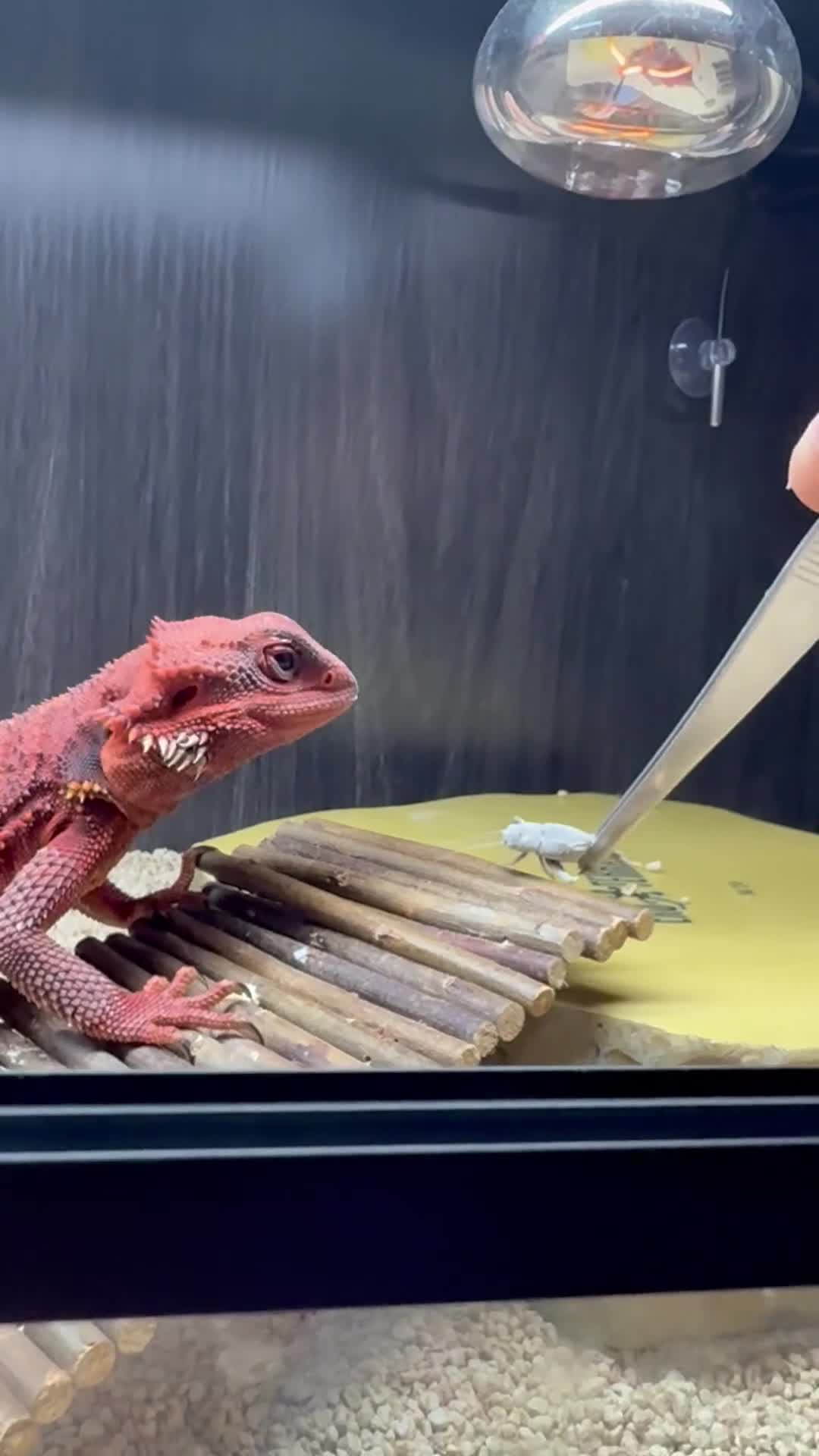 Bearded Dragon reptiles for sale: Red monster bearded dragon.  - Video 1