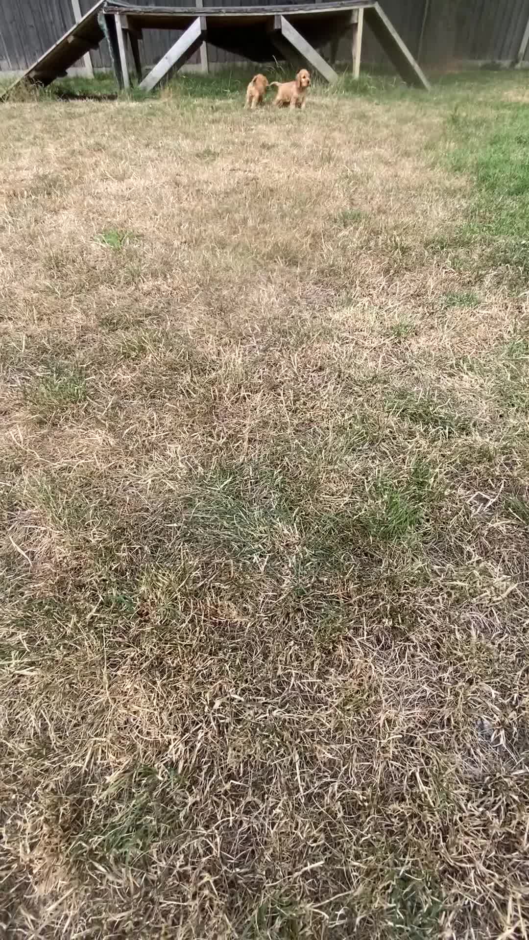 Cocker Spaniel dogs for sale: Male Show cockers - Video 1