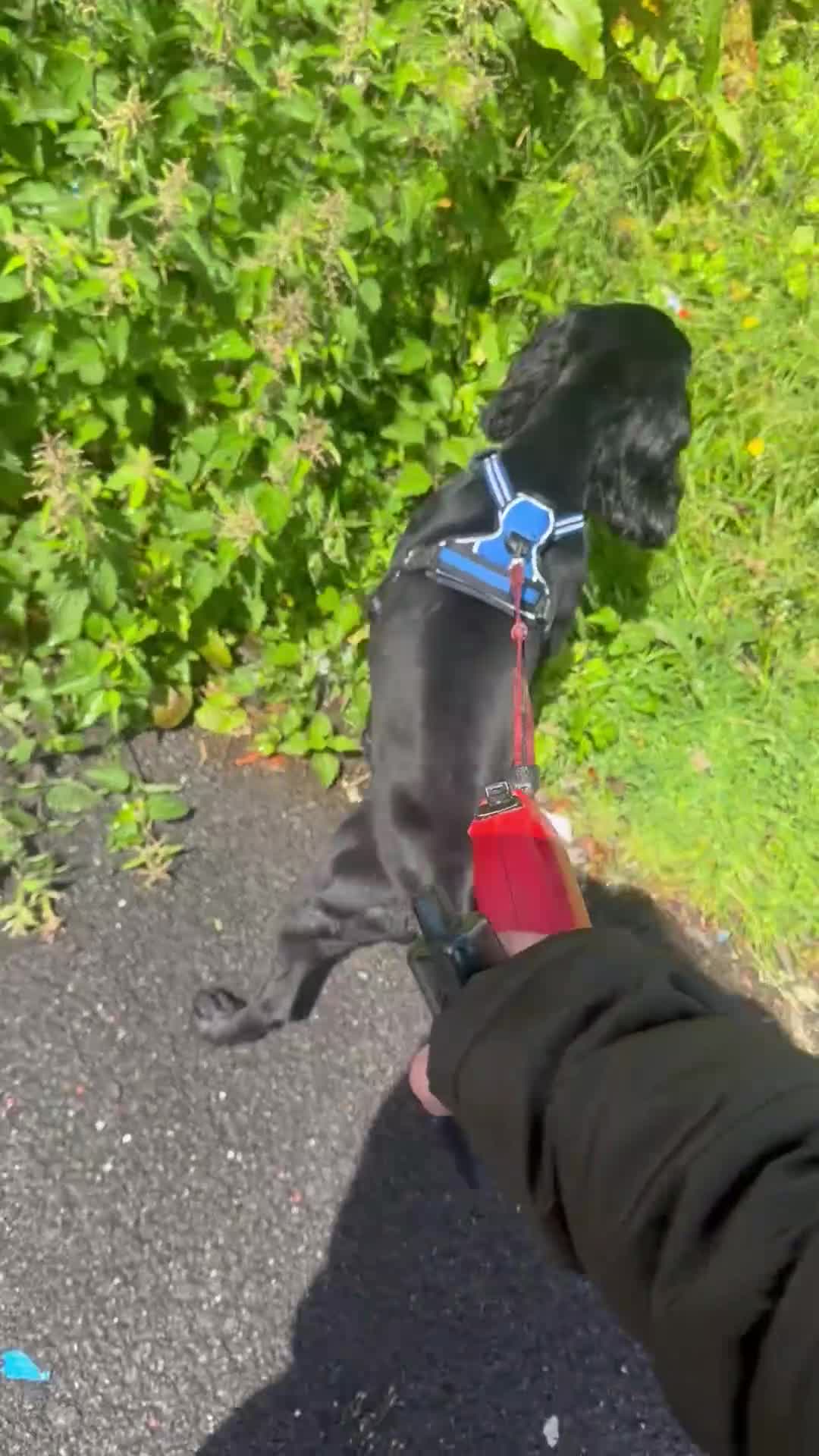 Cocker Spaniel dogs for sale: Teddy  in Oldham - Video 1