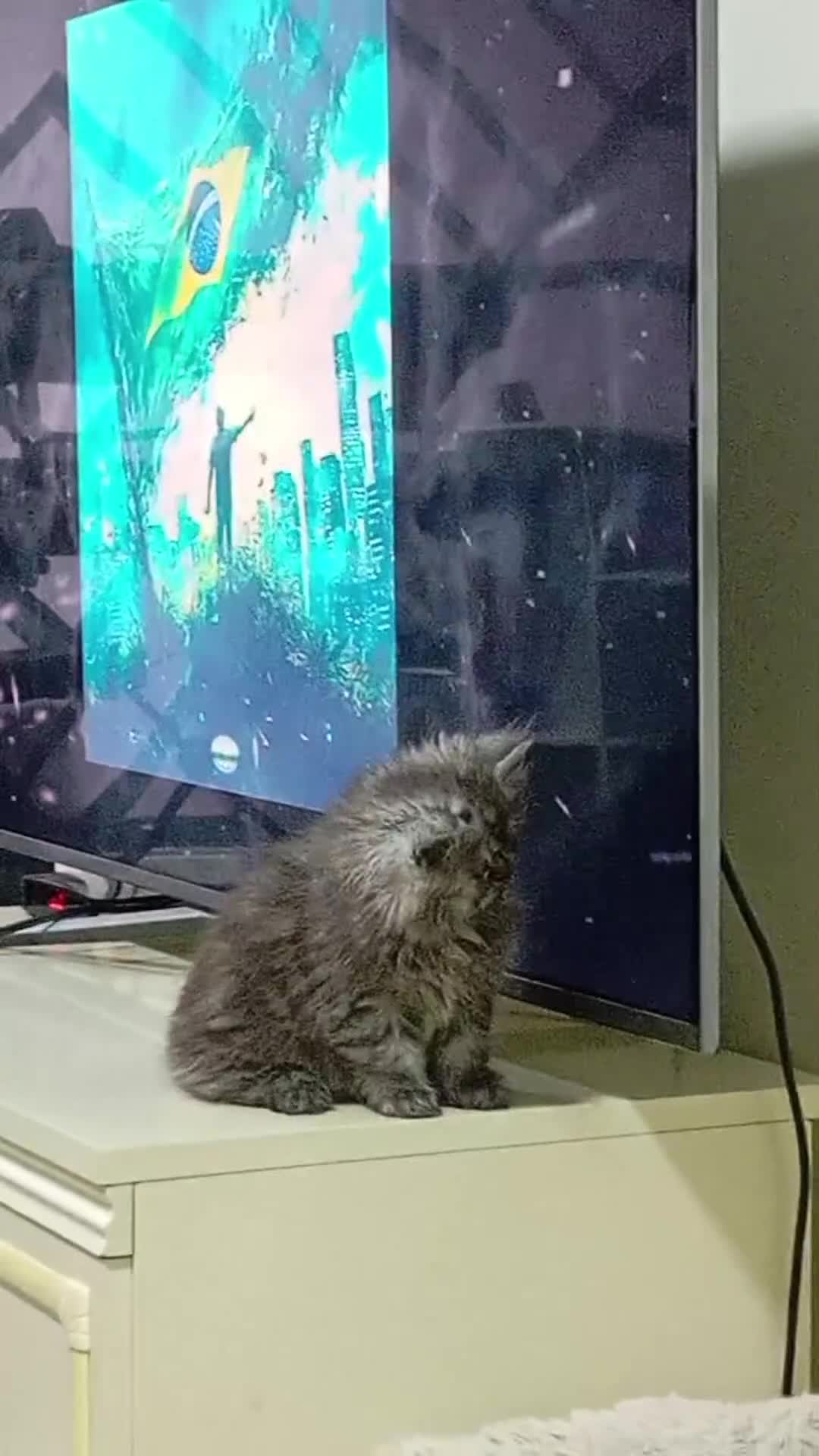 Persian cats for sale: Grey Persian Female Kitten  - Video 1