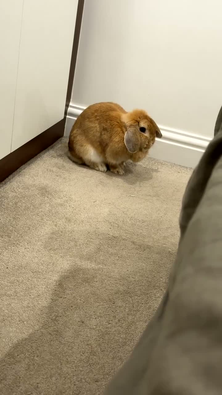 Mini Lop rabbits for sale: Beautiful 1-Year-Old Female Mini Lop  - Video 1