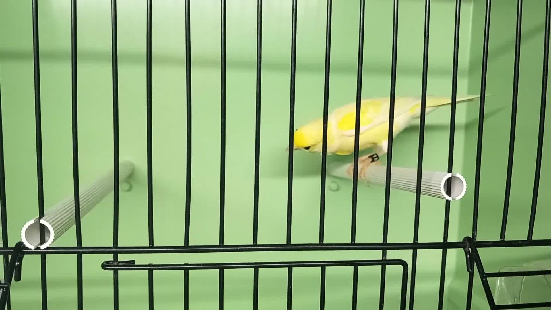 Canaries birds for sale: Canaries  - Video 3