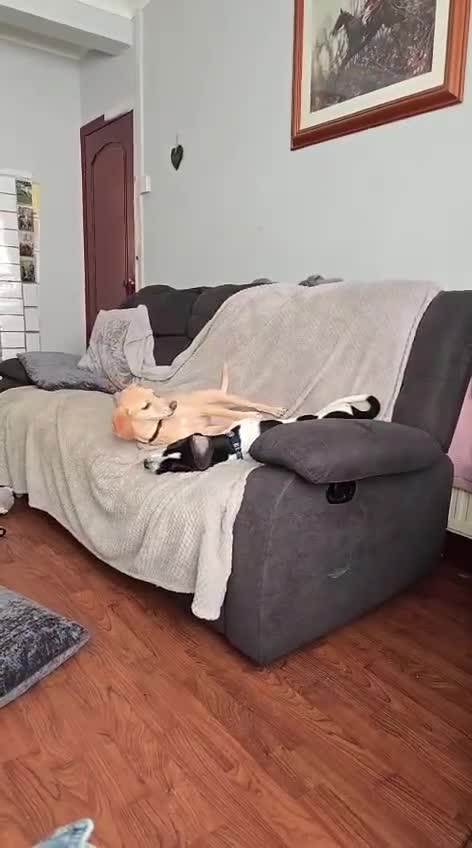 Mixed Breed dogs for adoption: Tessa- little sweetheart 6 months old - Video 4