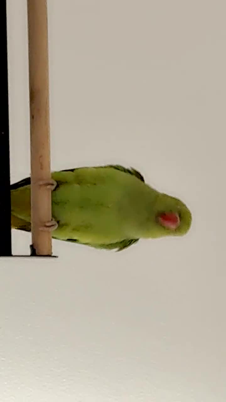 Ringnecks birds for sale: Ring neck parrot Pico  - Video 4