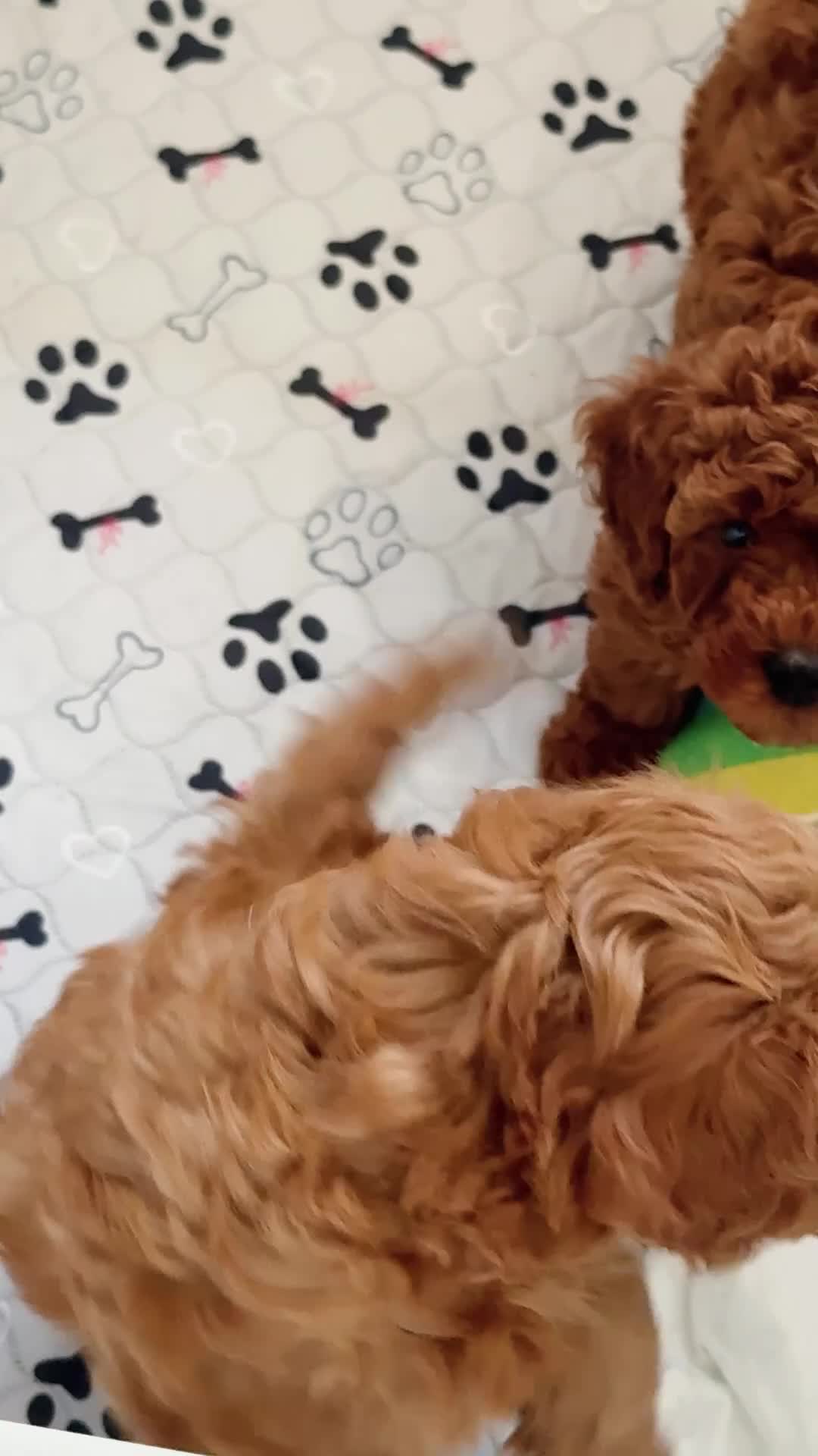 Cavapoo dogs for sale: PREMIUM TEDDY TOY CAVAPOOS READY FOR FOREVER HOMES - Video 2
