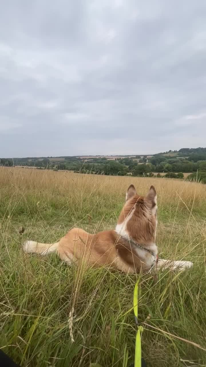 Siberian Husky dogs for sale: Female red and white Siberian husky  - Video 1