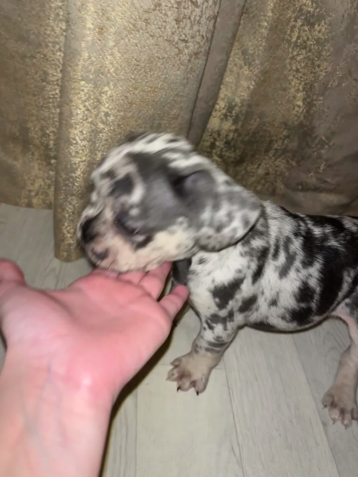 French Bulldog dogs for sale: READY NOW French bulldog pups REDUCED - Video 2