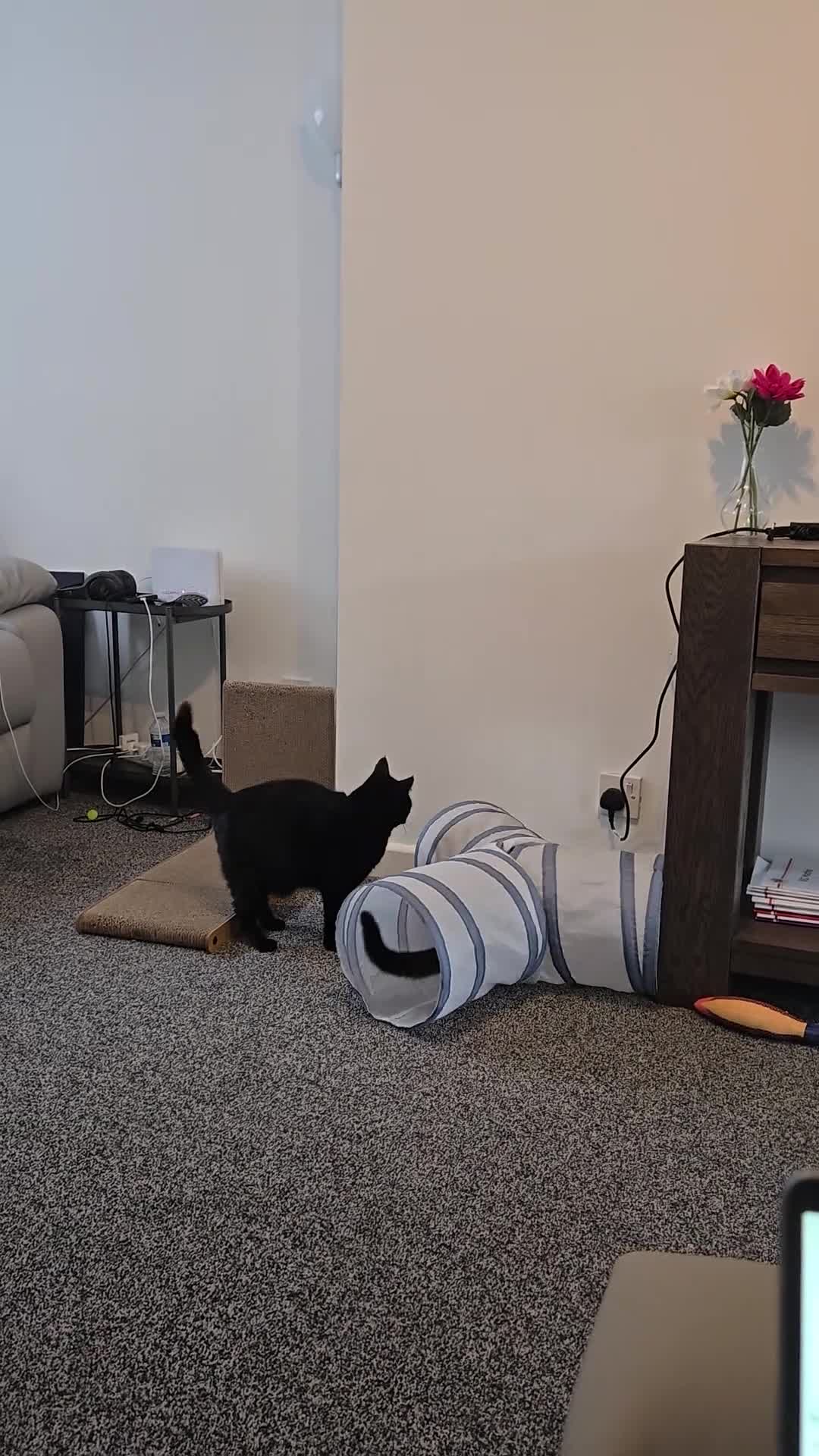 Domestic Shorthair cats for sale: 2 adult loving cats looking for new home - Video 1