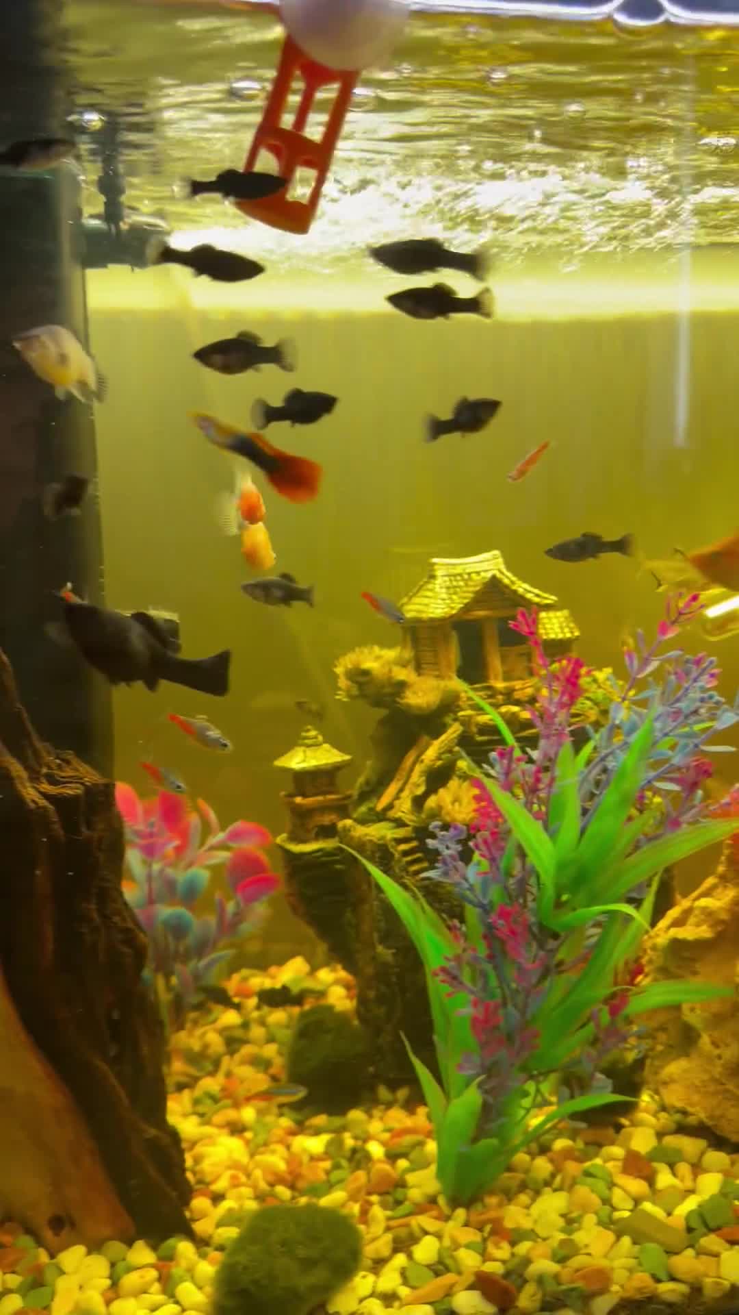 Swordtails fish for sale: Tropical fish community - Video 5