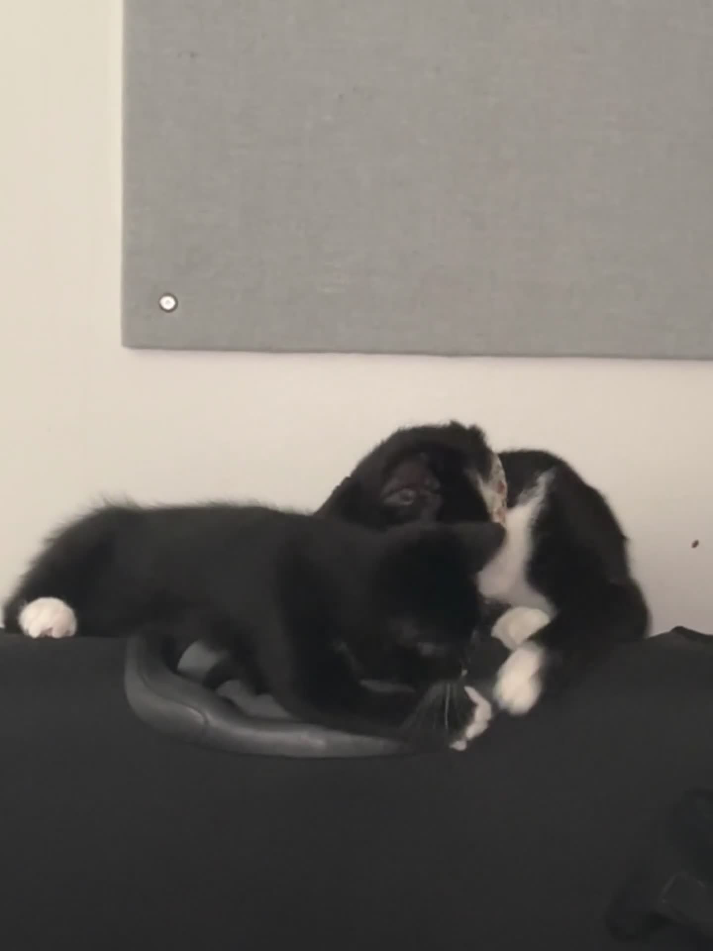 British Shorthair cats for sale: Adorable Cat Duo Looking for a Loving Home - Video 2