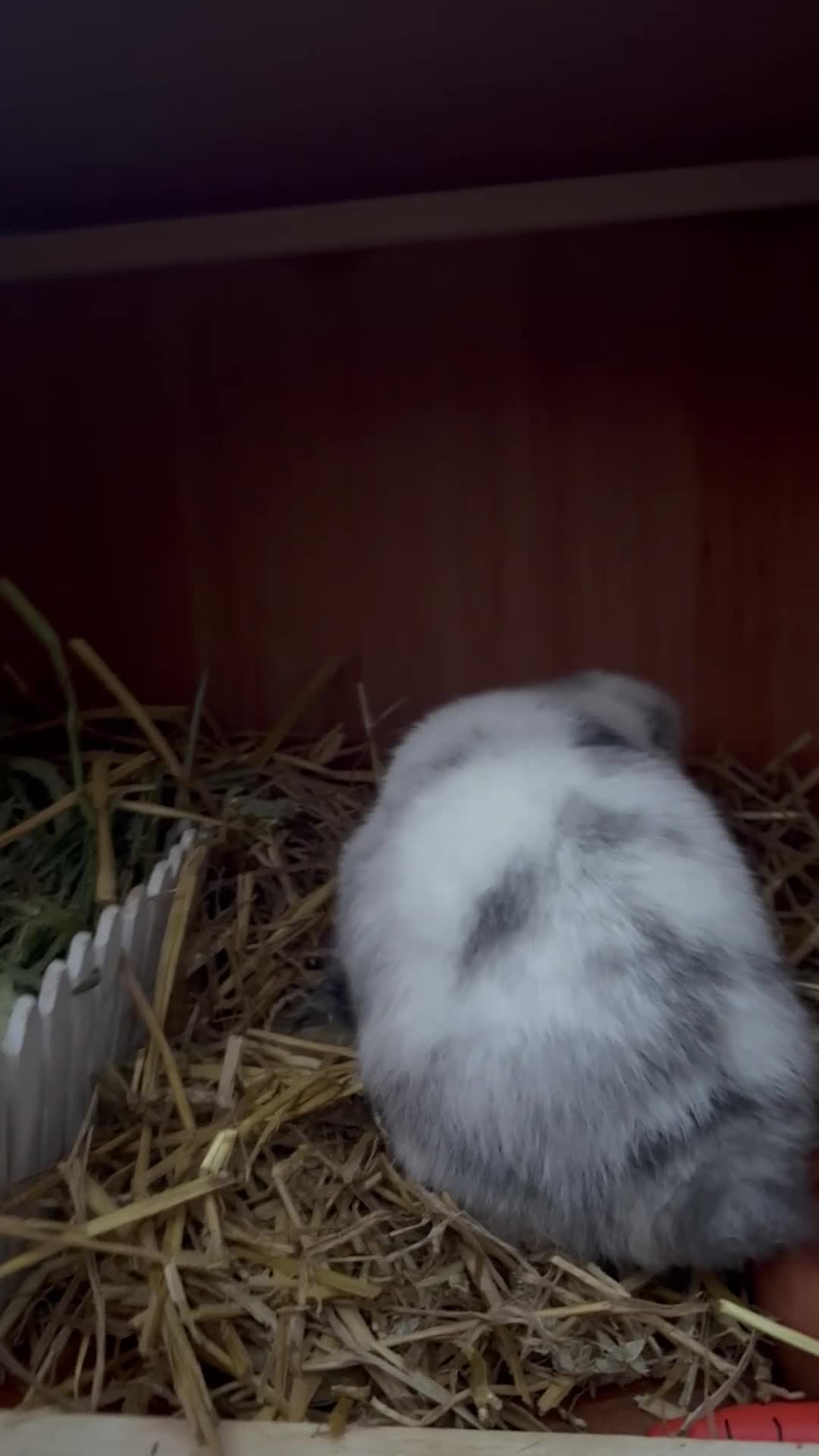 Mini Lop rabbits for sale: VACCINATED 2 Bucks Mini lops 🩵 - Video 1