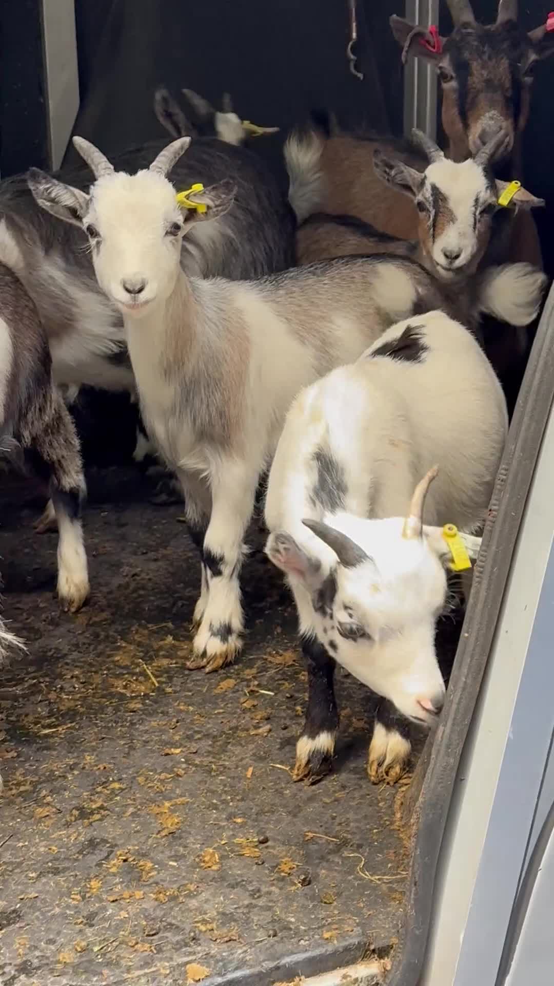 Goats livestock for sale: Hilarious friendly baby Pygmy kids for sale  - Video 2