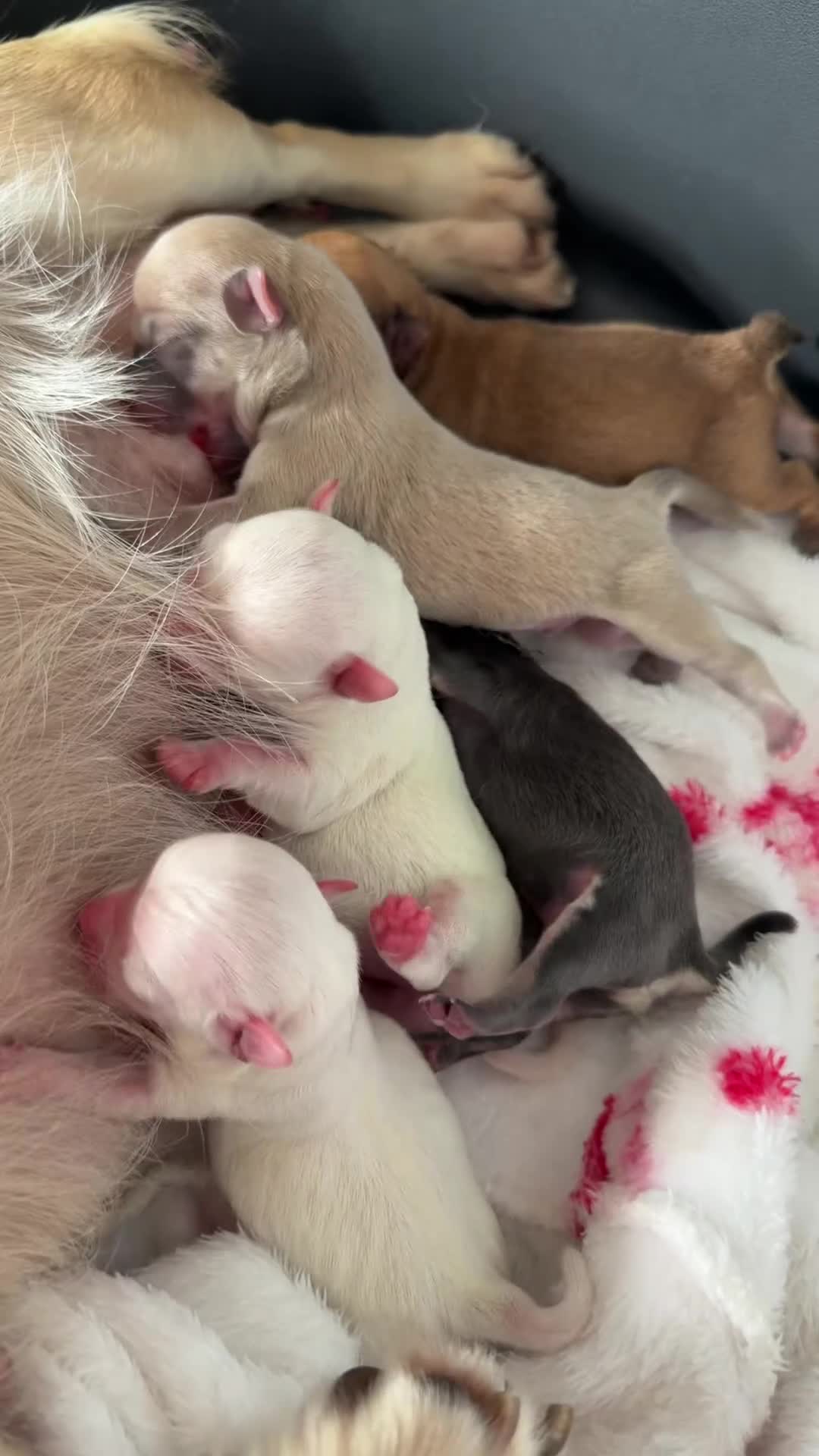 Chihuahua dogs for sale: Miniature apple heads chihuahuas * 1 GIRL LEFT* - Video 2