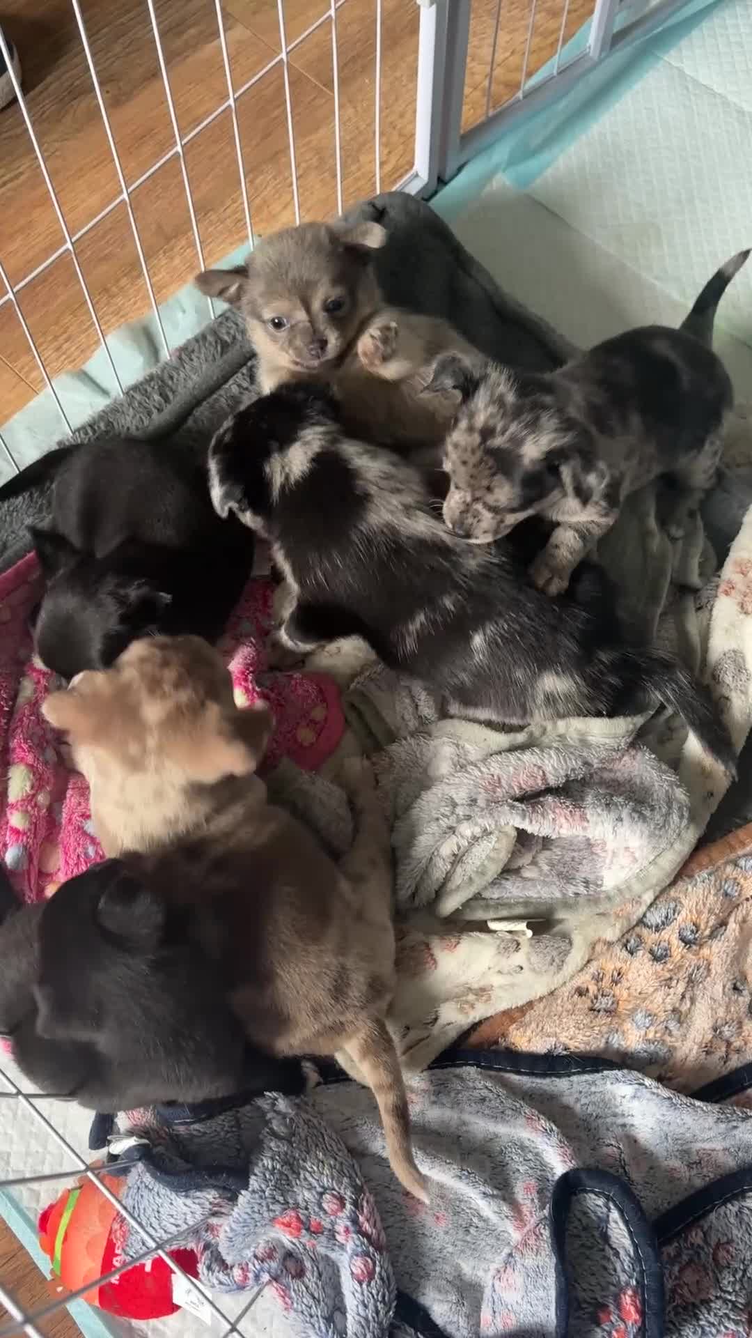 Chihuahua dogs for sale: 🐾 Stunning Chihuahua Puppies Available 🐾 - Video 2