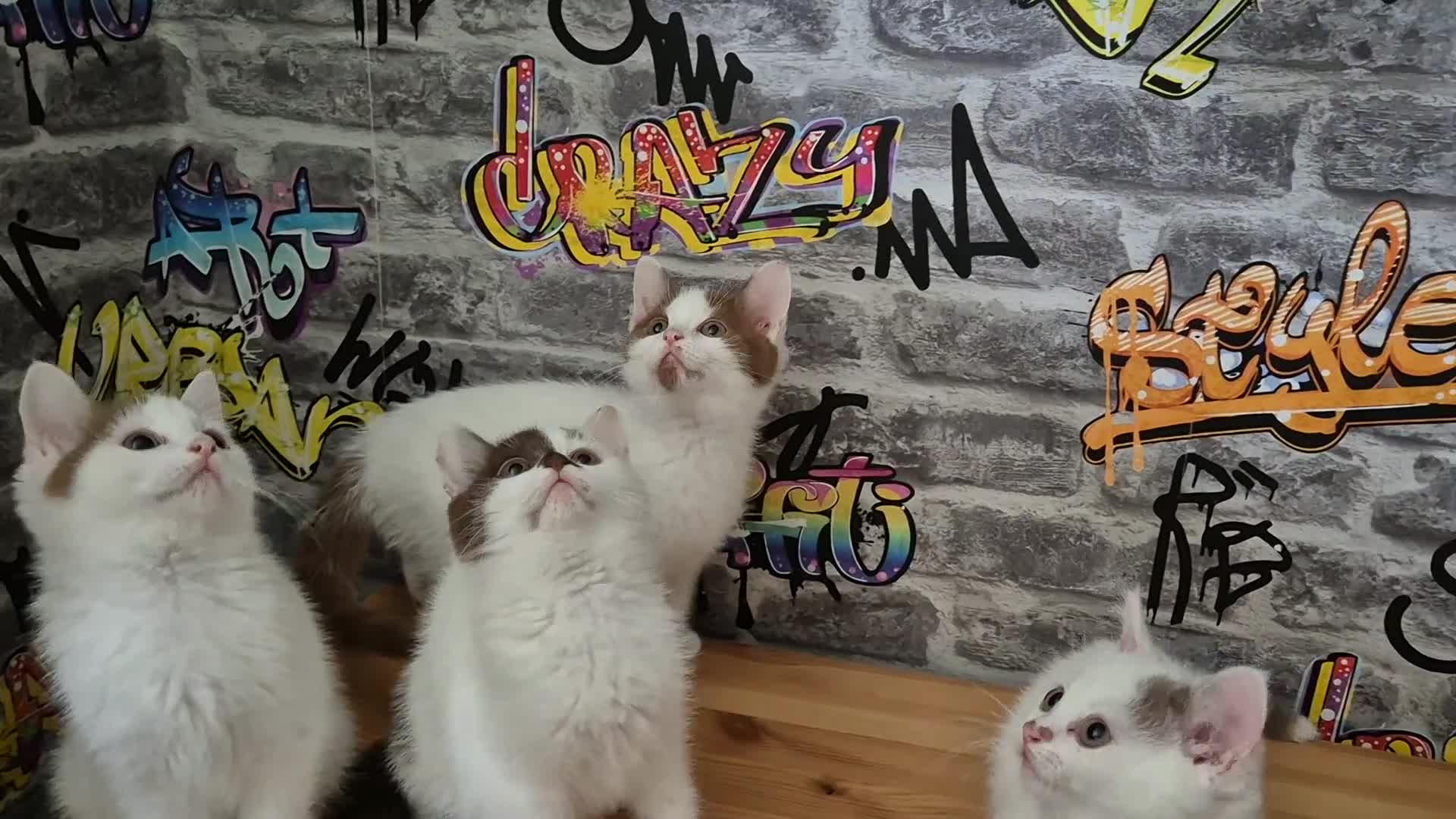 Munchkin cats for sale: Munchkin kittens ready for reservations or collect - Video 1