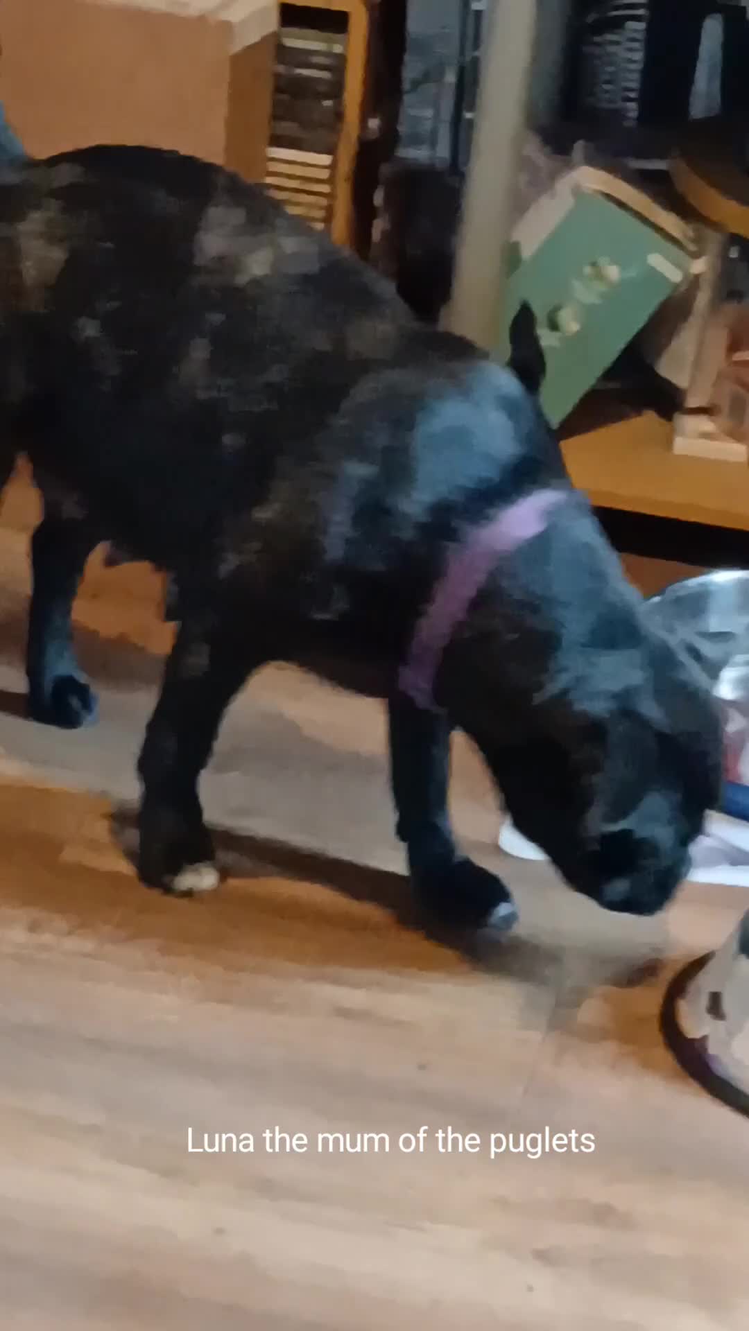 Pug dogs for sale: 4 beautiful Pug puppies for sale. - Video 1