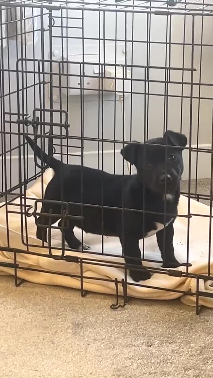 Jack Russell dogs for sale:  1 Jack Russel Puppie left  - Video 2