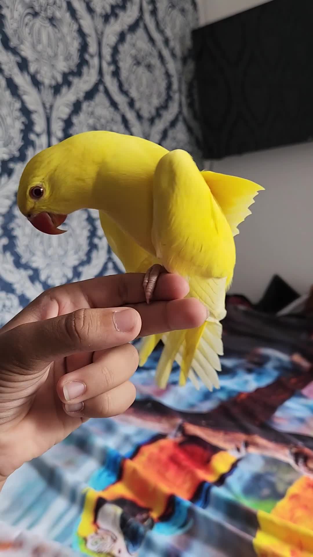 Budgerigars birds for sale: Handreared super tame baby yellow ringneck parrot - Video 2