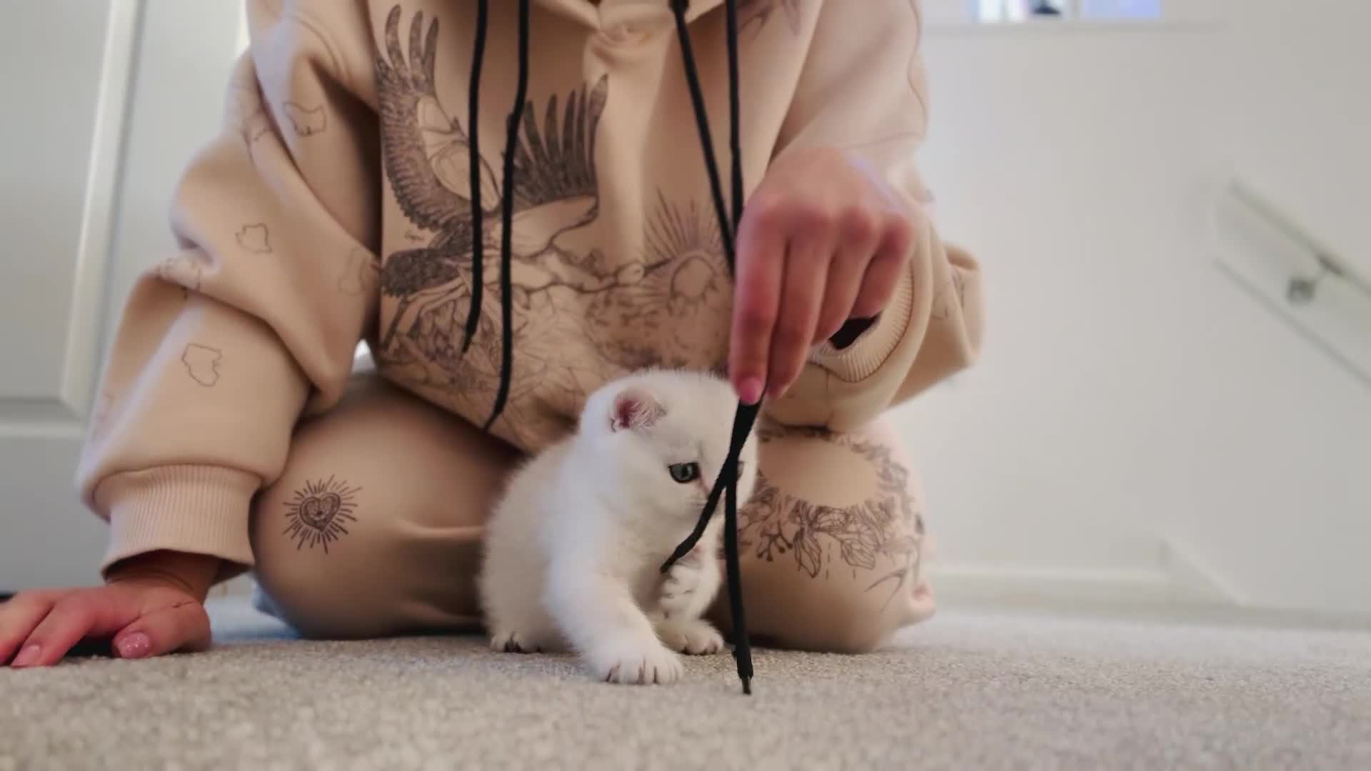 British Shorthair cats for sale: Pedigree British Shorthair kittens - Video 3