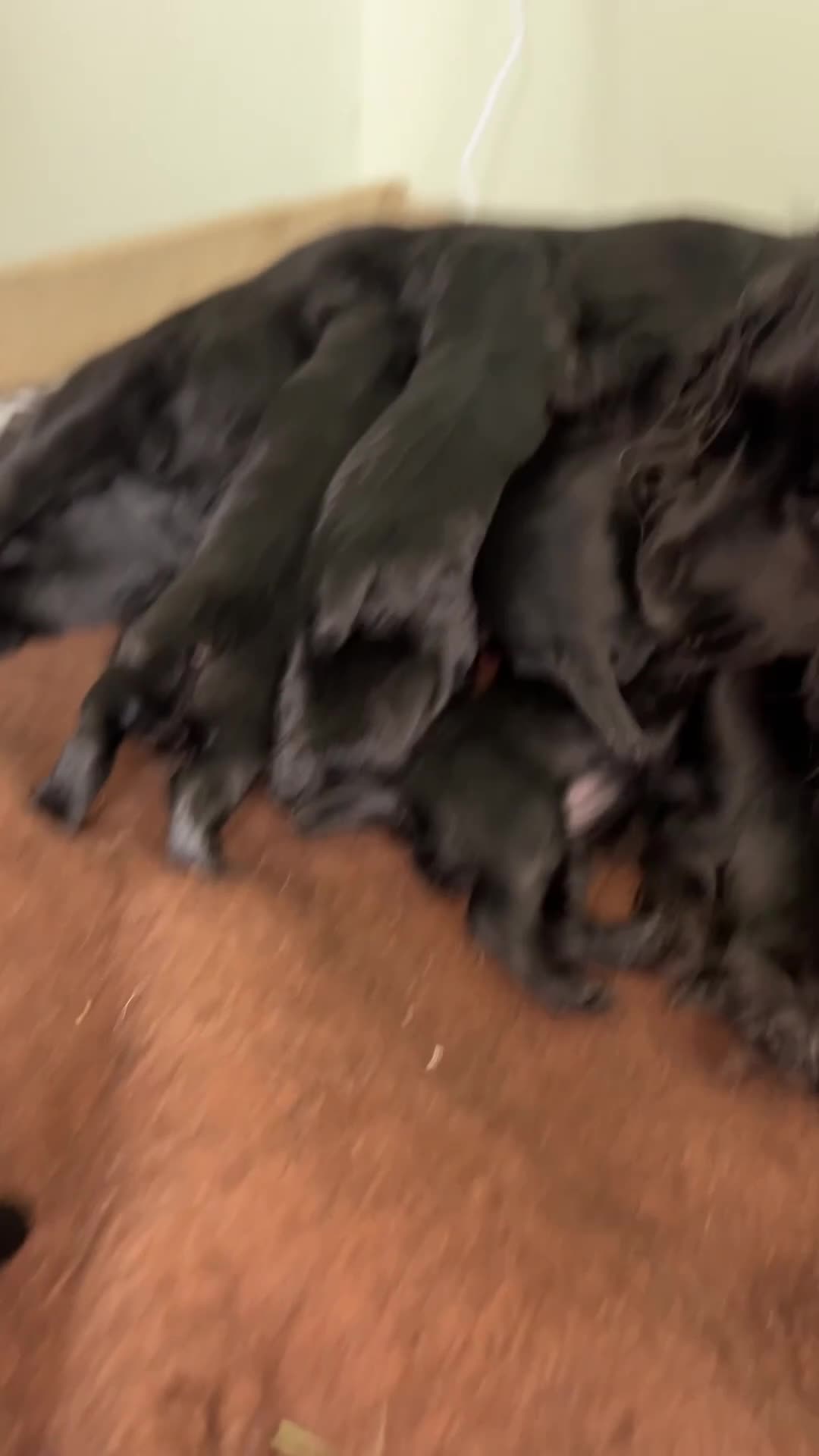 Cocker Spaniel dogs for sale: Beautiful litter of 9 working cocker spaniel pups  - Video 2