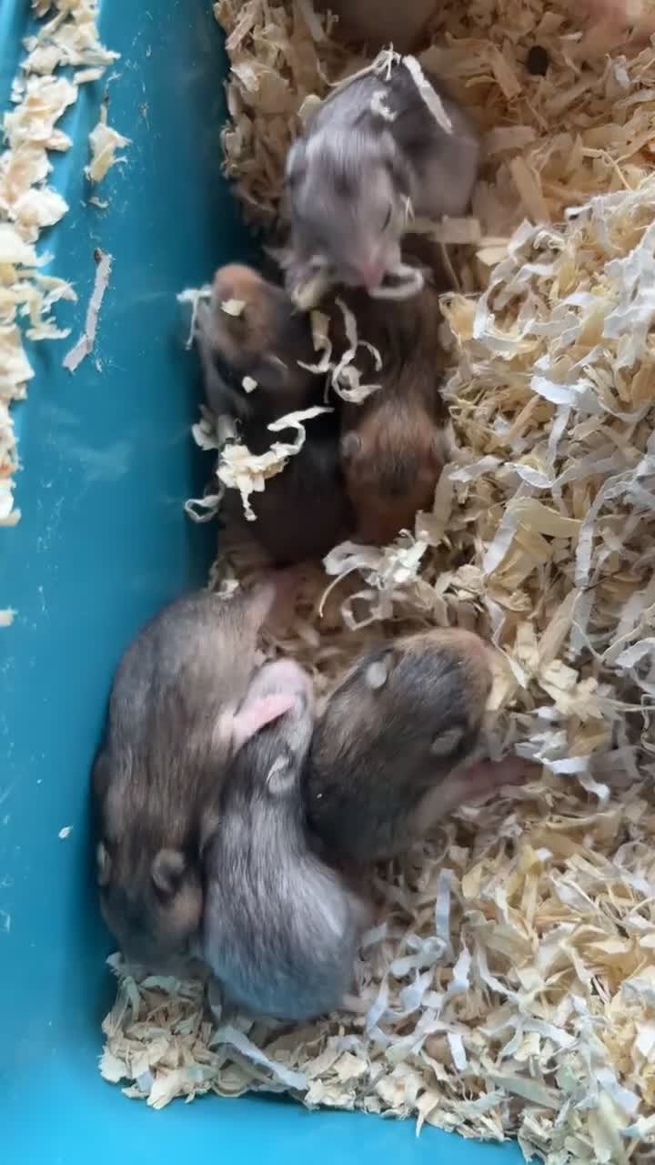 Hamster rodents for sale: Baby Syrian hamsters - Video 1