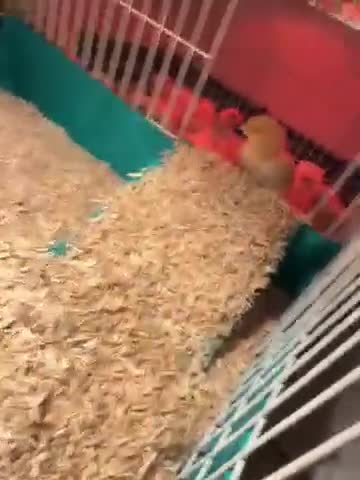 Chickens poultry for sale: Day olds  buff Orpington chicks  - Video 1