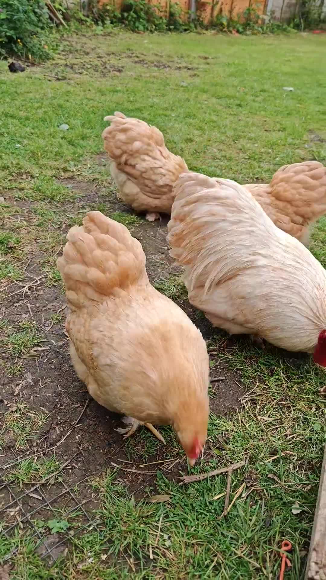 Chickens poultry for sale: Pure Breed Pekin Bantams Quad in Birmingham - Video 1