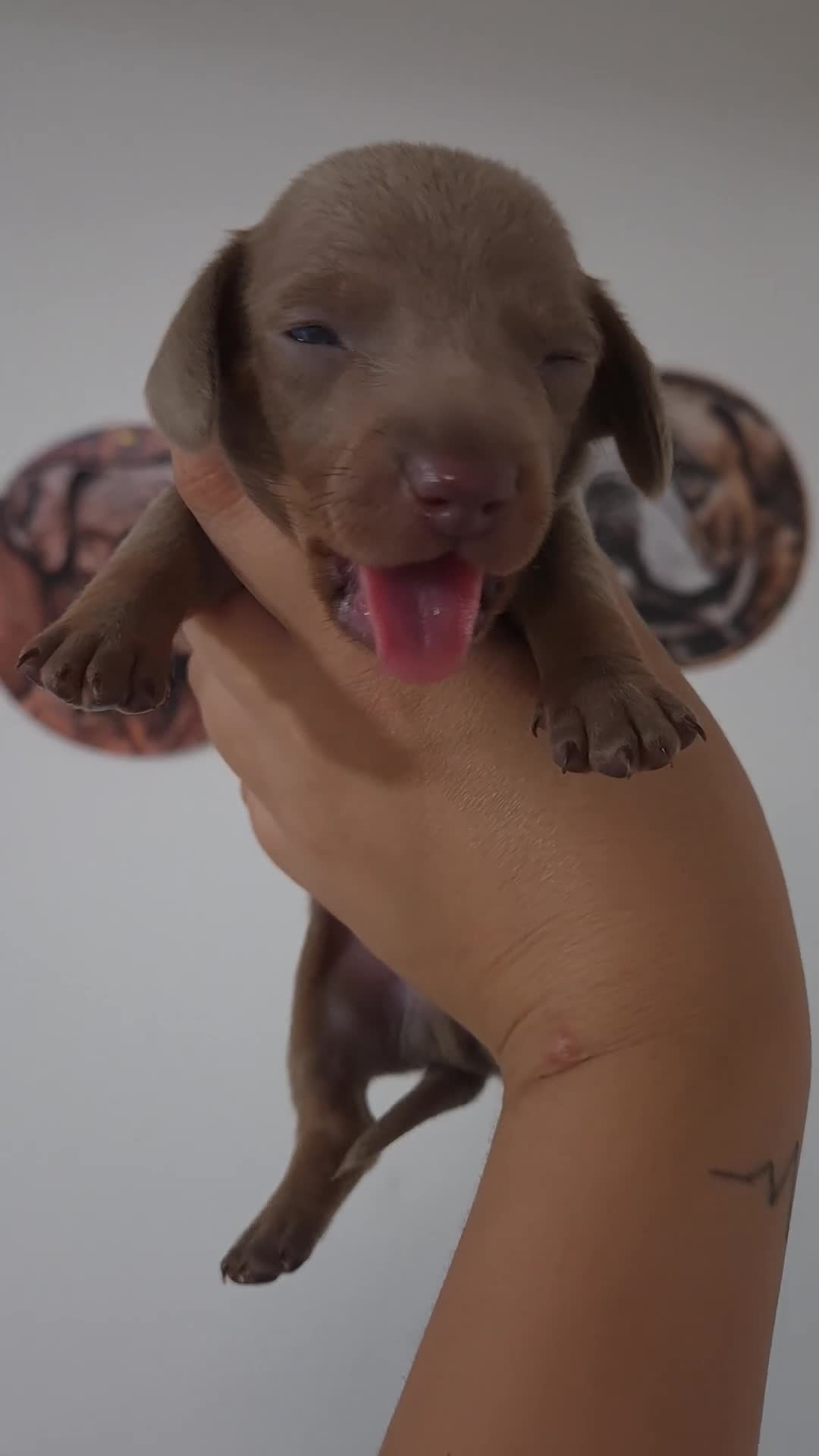 Miniature Dachshund dogs for sale: Amazing Miniature Dachshund puppies  - Video 2