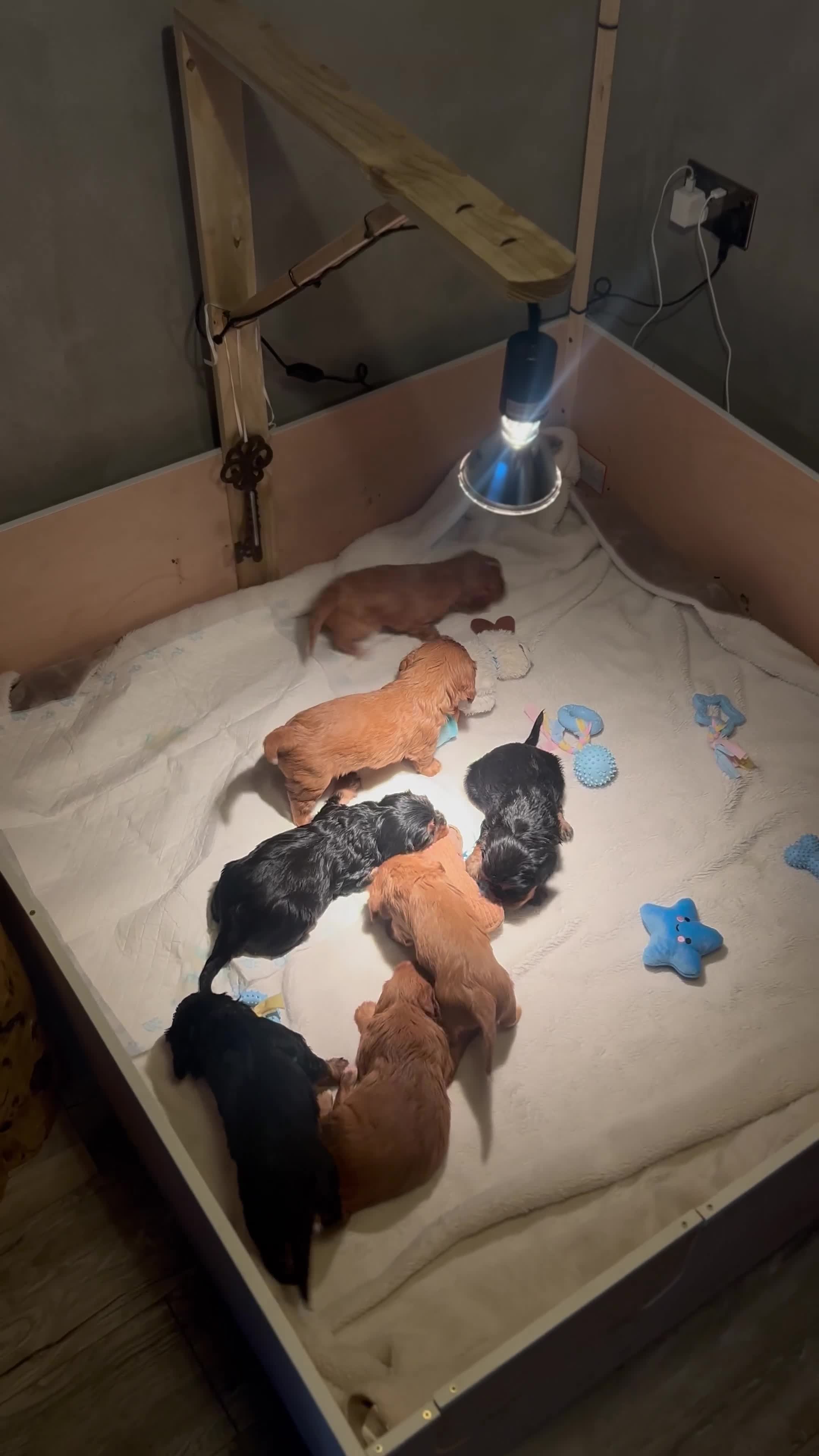 Cavalier King Charles Spaniel dogs for sale: 🫶🏻 Cavalier King Charles 🐶 - Video 1