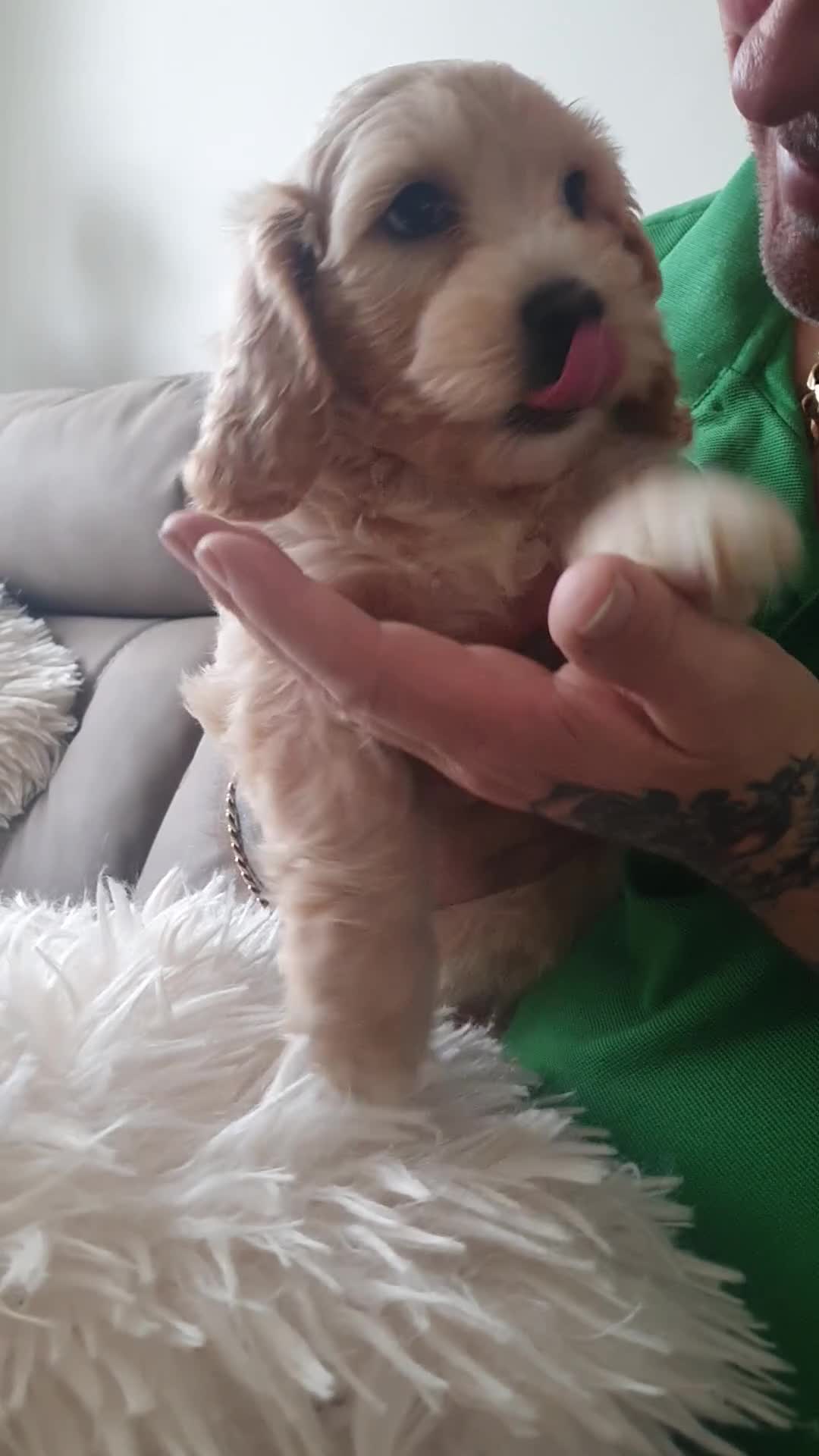 Mixed Breed dogs for sale: Beautiful cavapoochon puppies 1 boy 1 girl left  - Video 1