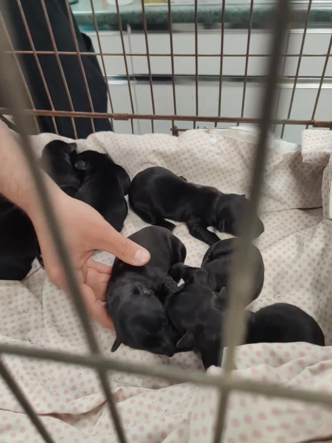 Skye Terrier dogs for sale: K.C Registered Skye Terrier pups in Haddington - Video 1