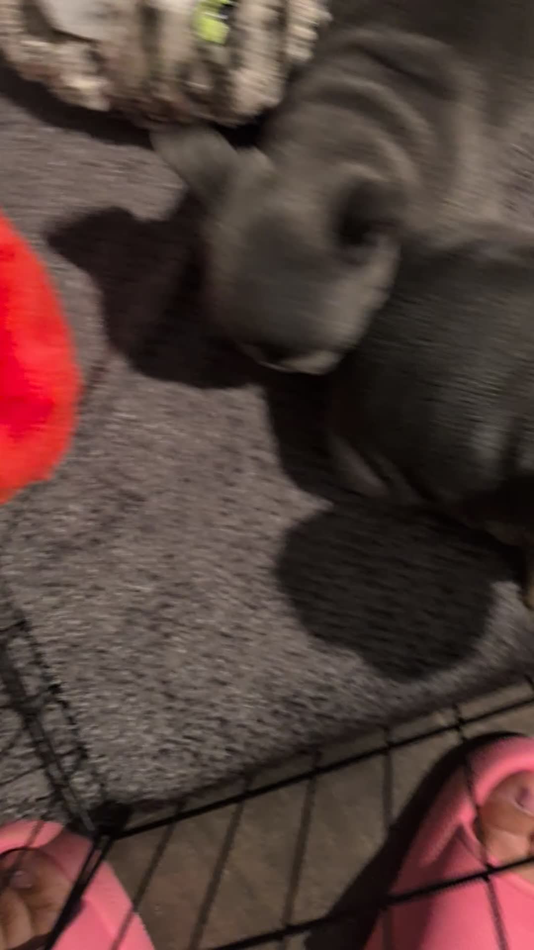 French Bulldog dogs for sale: Stunning French bulldog puppies 🐕 - Video 1