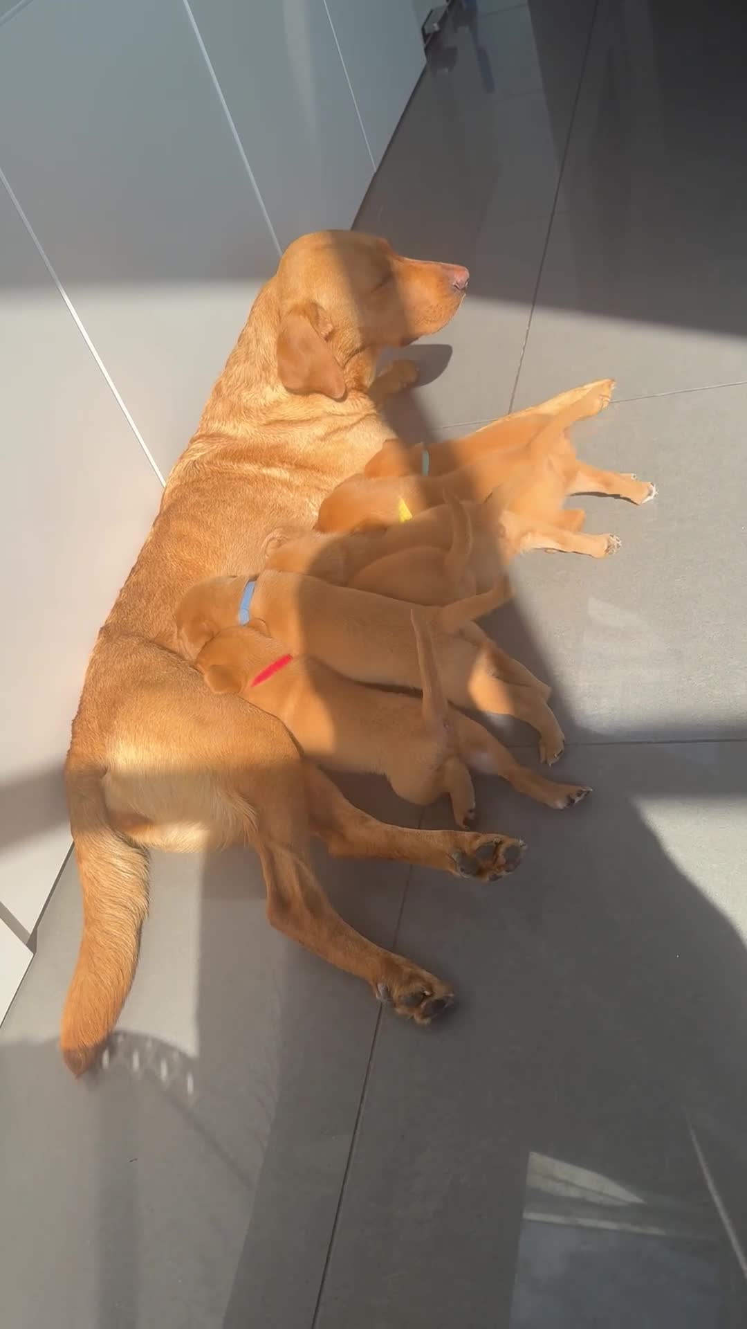 Labrador Retriever dogs for sale:  Fox red Labradors - Video 1