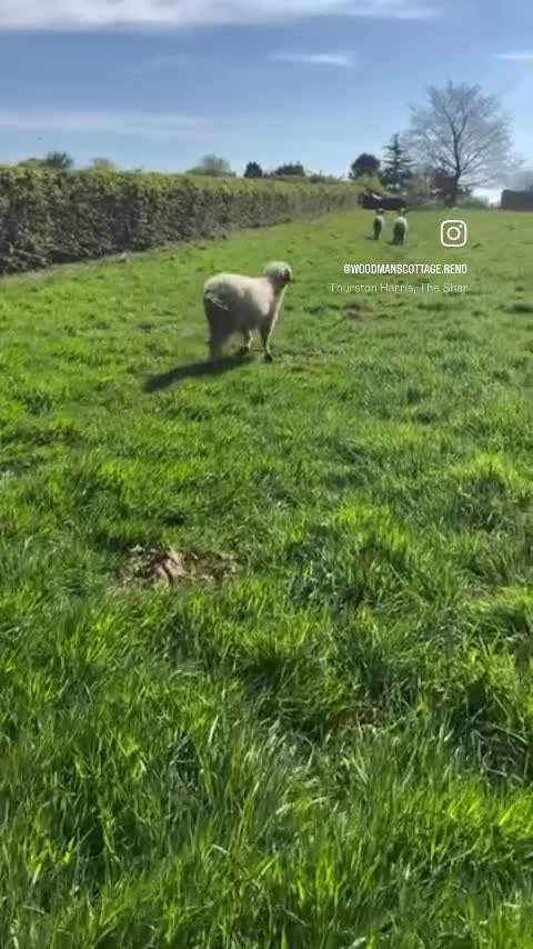 Sheep livestock for sale:  Black nose valais x3 breeding trio - Video 2