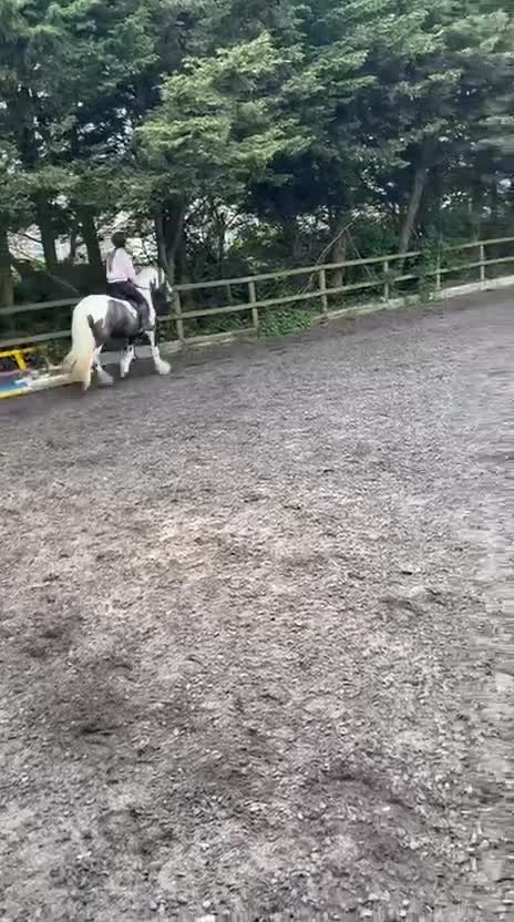 Irish Cob horses for sale: OAKVILLE ANASTASIA  - Video 5