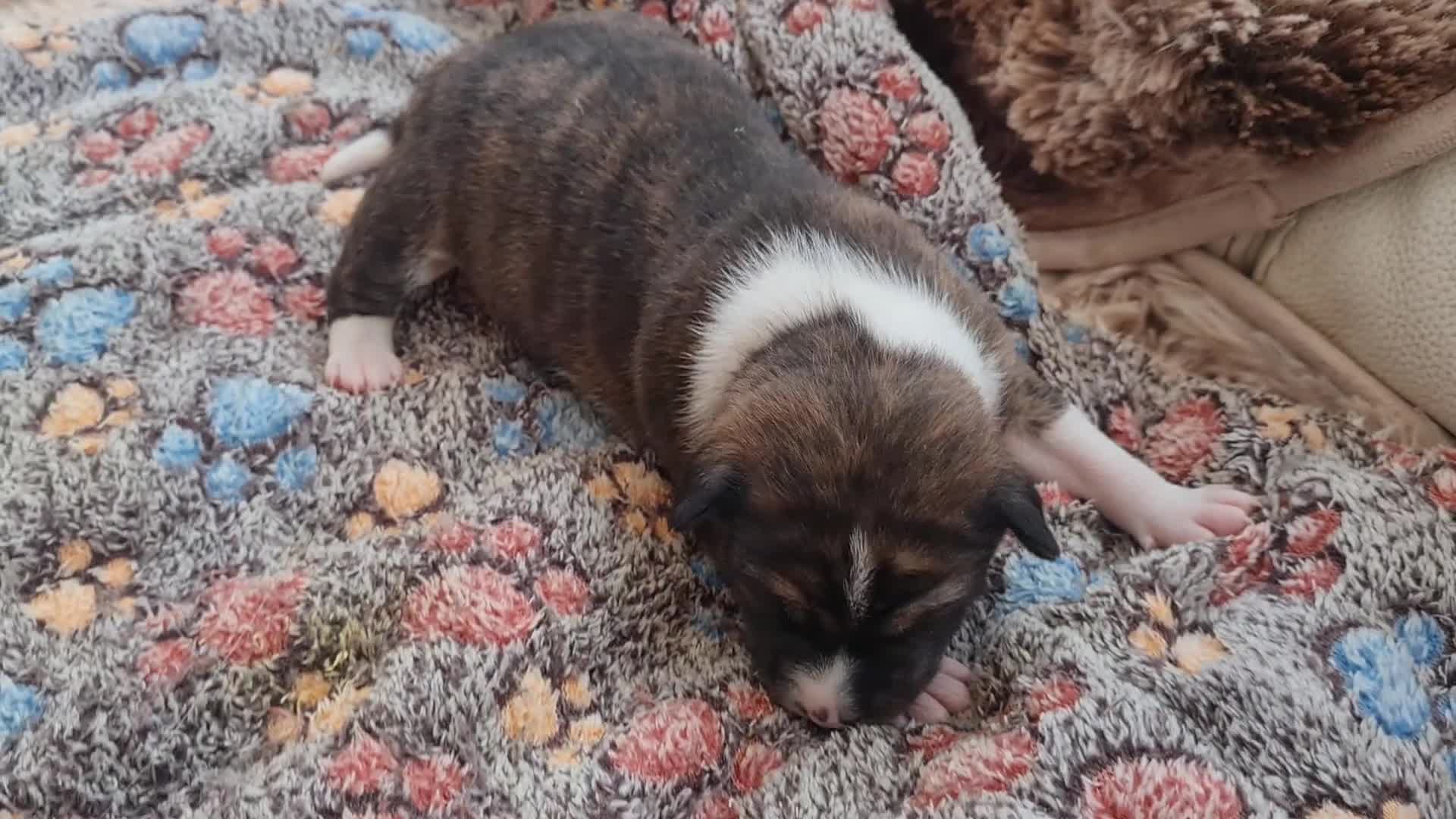 Basenji dogs for sale: ✨ Purebred Basenji Puppies all reserved now!✨ - Video 1