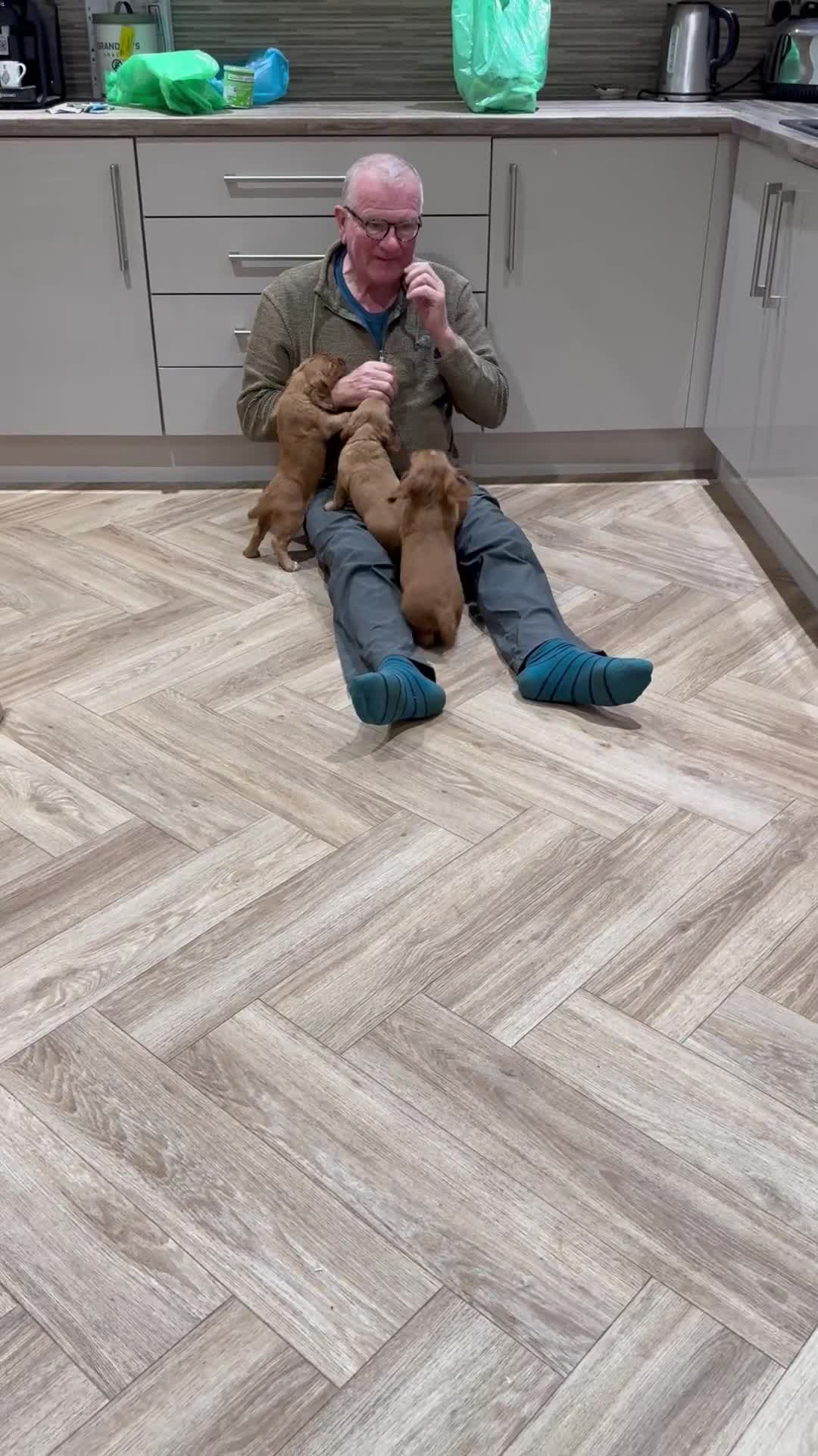 Cocker Spaniel dogs for sale: Cocker Spaniel Pups - Video 1