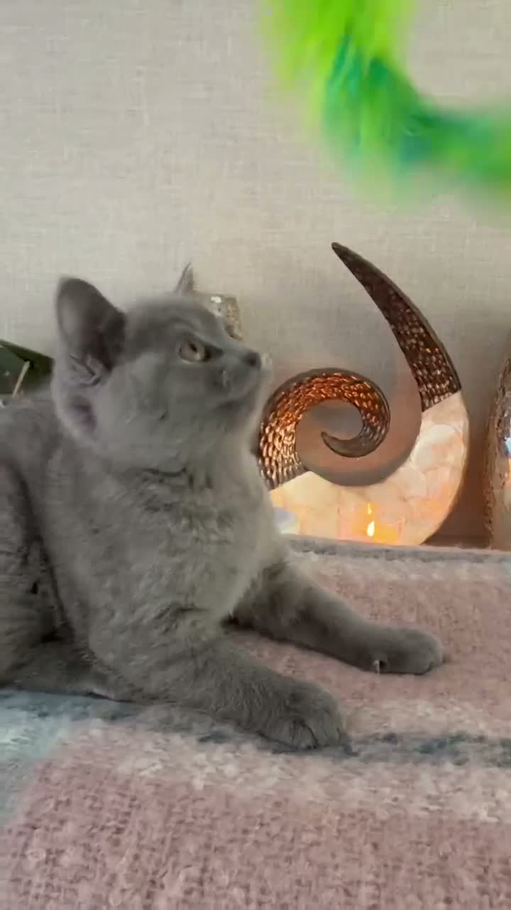 British Shorthair cats for sale: British short hair boy - Video 1