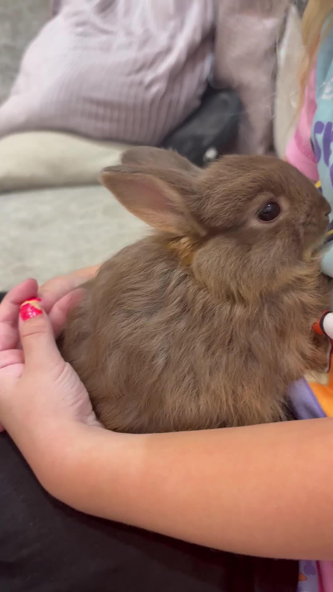 Netherland Dwarf rabbits for sale: Baby Netherlands dwarf/dwarf lion heads - Video 1