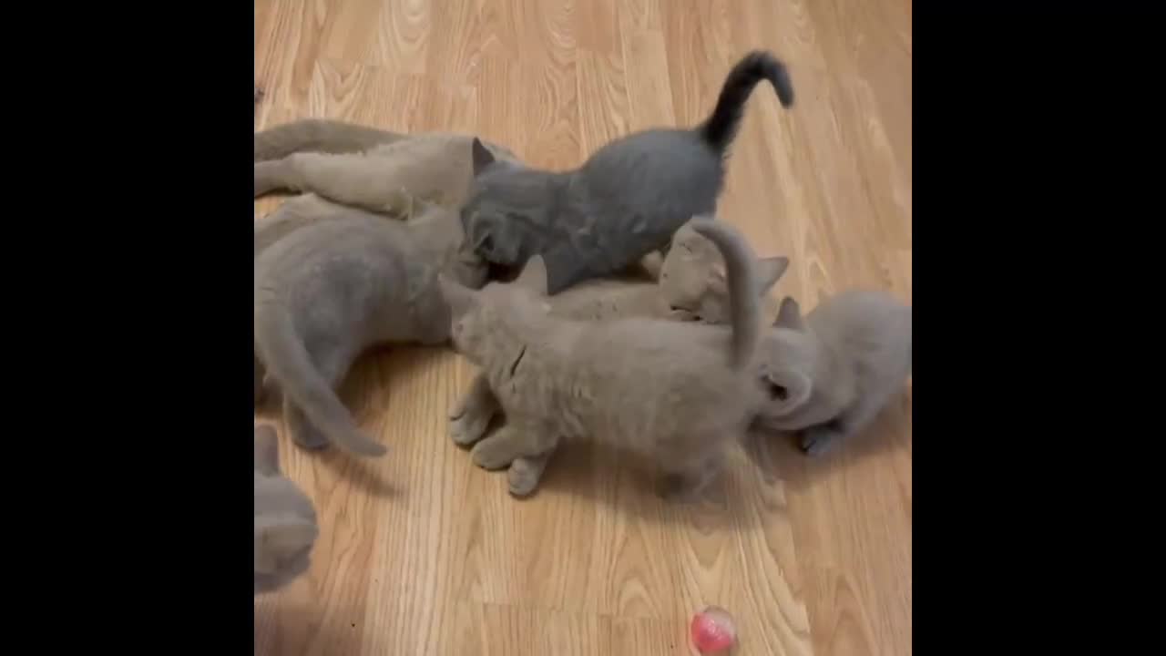 British Shorthair cats for sale: Beautiful Lilac British Shorthair kittens for sale in High Wycombe - Video 1