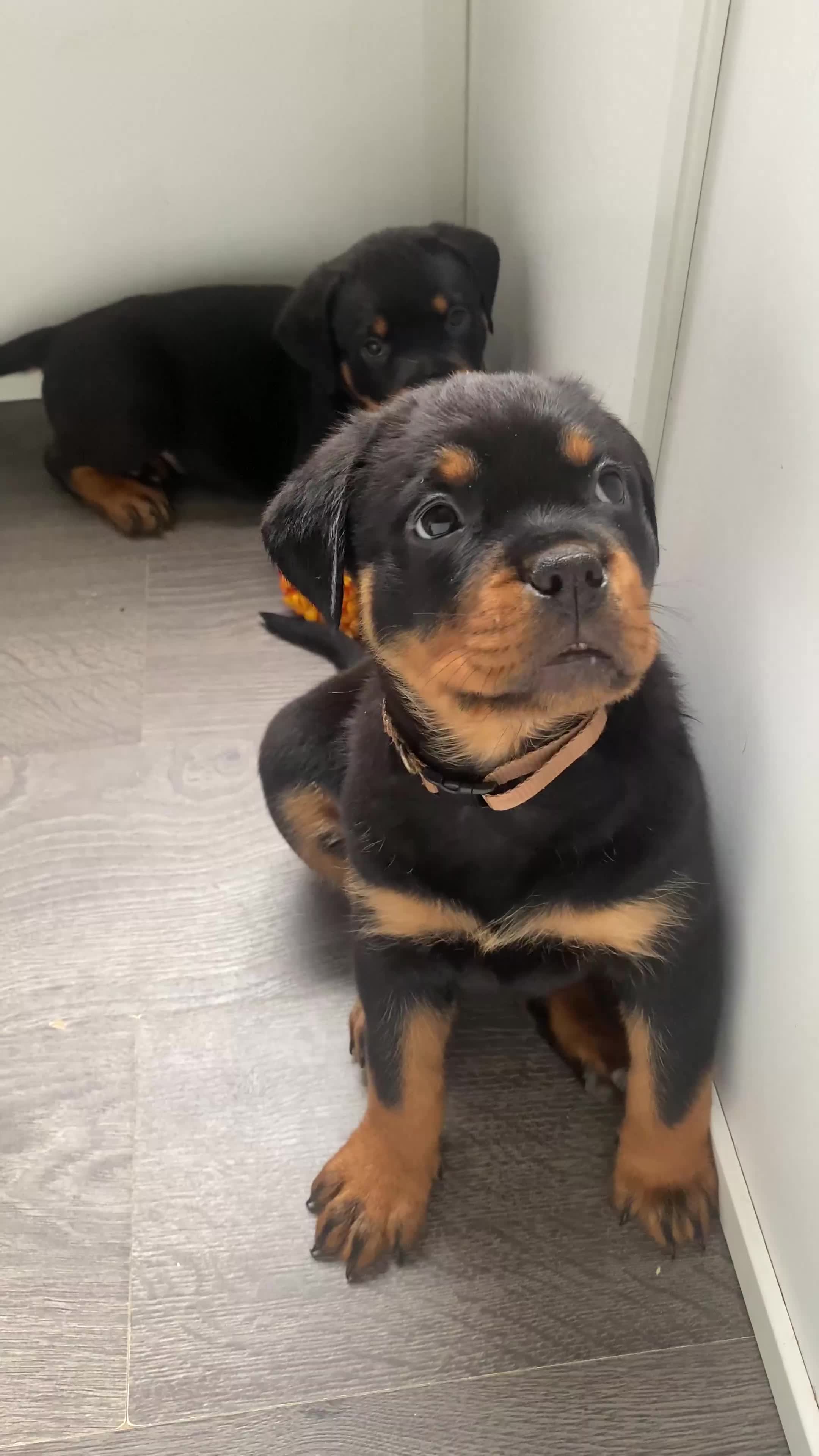 Rottweiler dogs for sale: KC Quality Rottweiler puppies  - Video 1