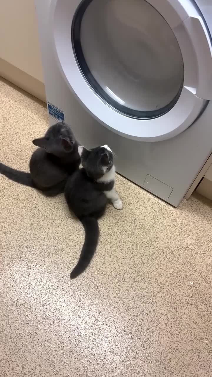 British Shorthair cats for sale: British shorthair & Domesticated shorthair female - Video 1