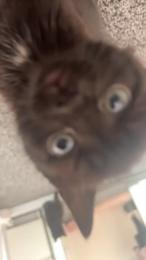 Mixed Breed cats for sale: 3 KITTENS FOR SALE  - Video 4