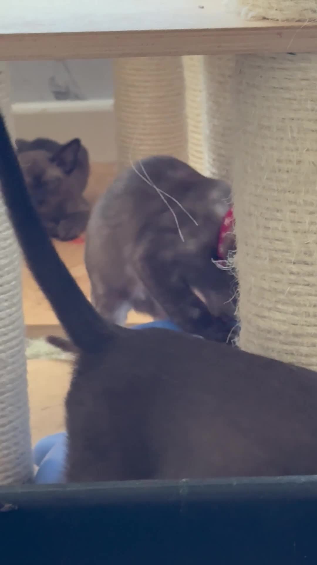Burmese cats for sale: Burmese Kittens For Sale - Video 2