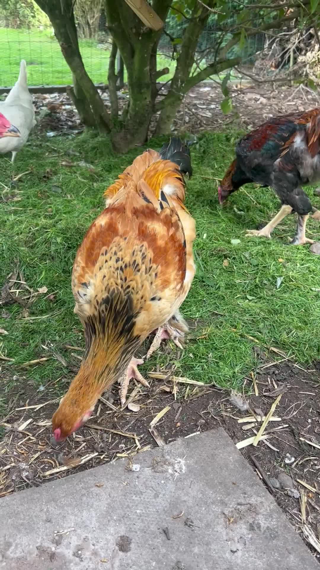 Chickens poultry for sale: Aseel & Brahma Mixed - Video 1