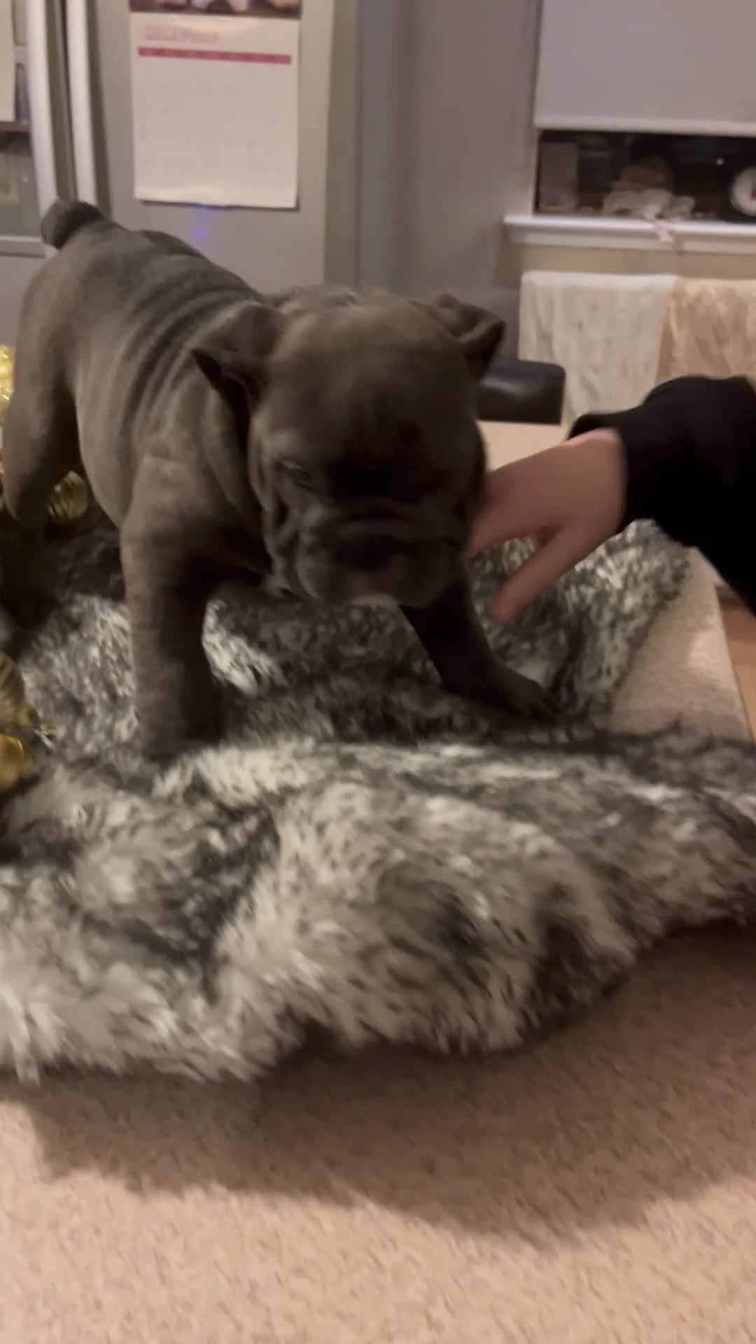 English Bulldog dogs for sale: Gorgeous English bulldog puppies  - Video 1