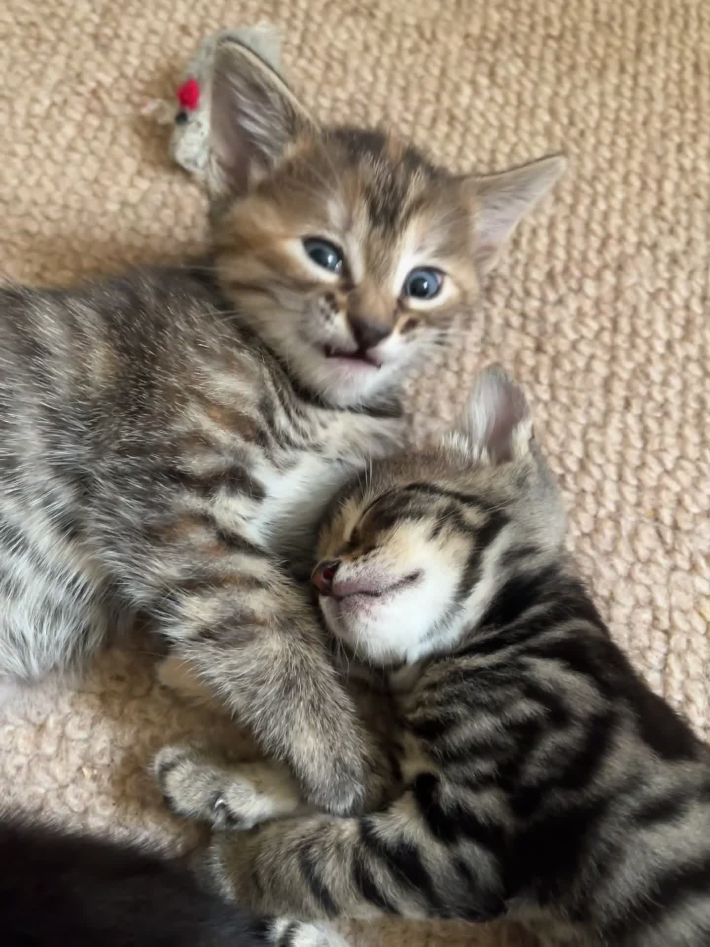 Mixed Breed cats for sale: Beautiful kittens ready for loving new homes.  - Video 1